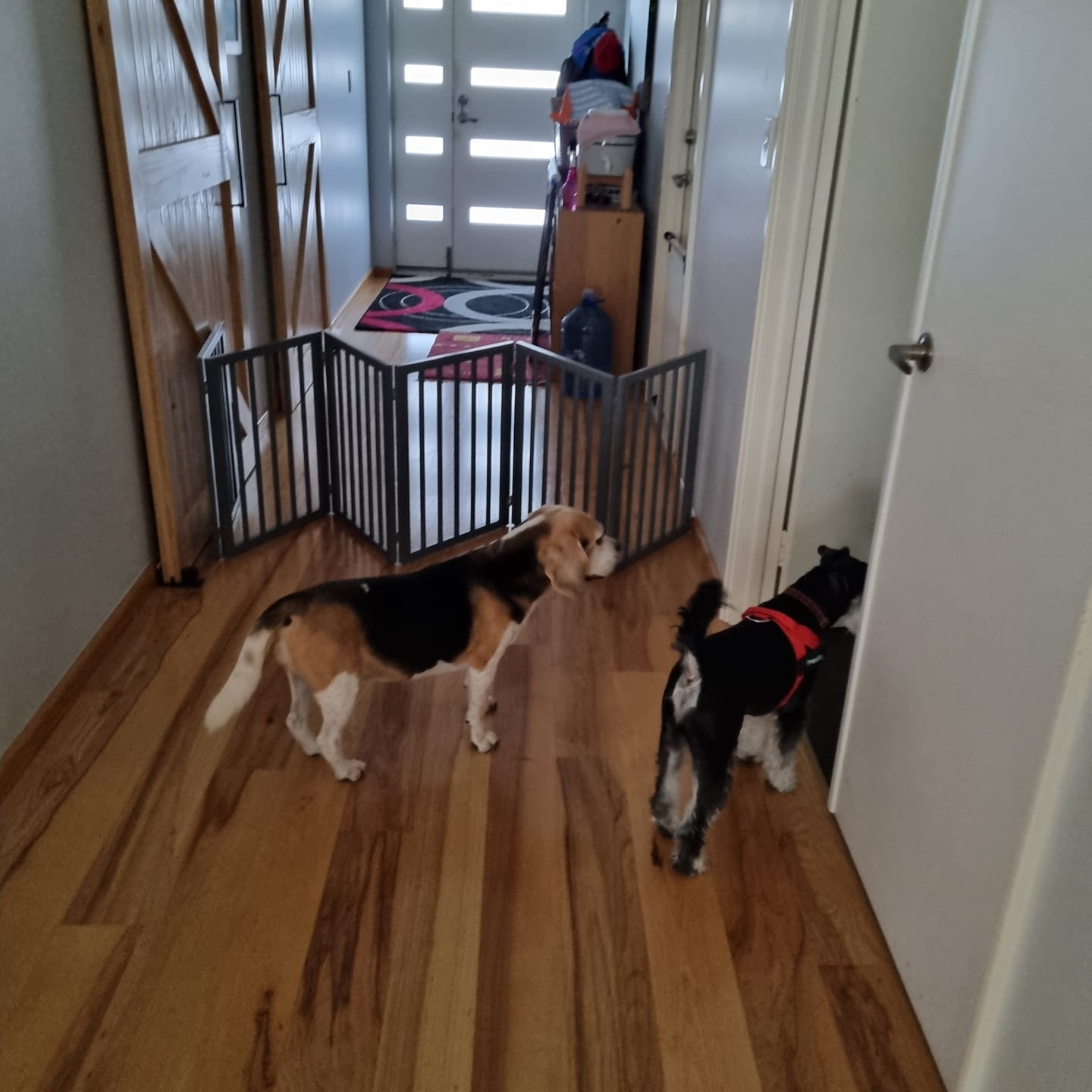 Customer photo review of Pawz Wooden Pet Gate