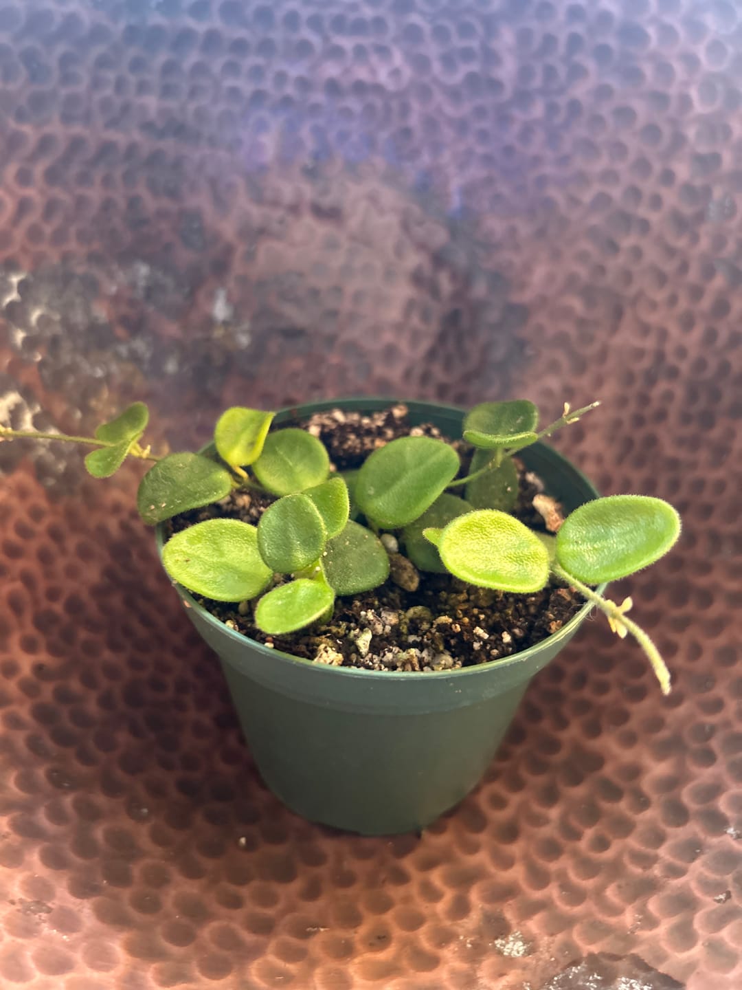 Customer photo review of Hoya serpens