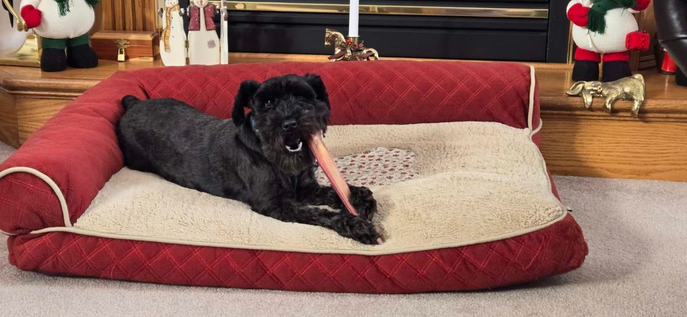 Customer photo review of Extra Thick Bully Sticks - 12 Inch