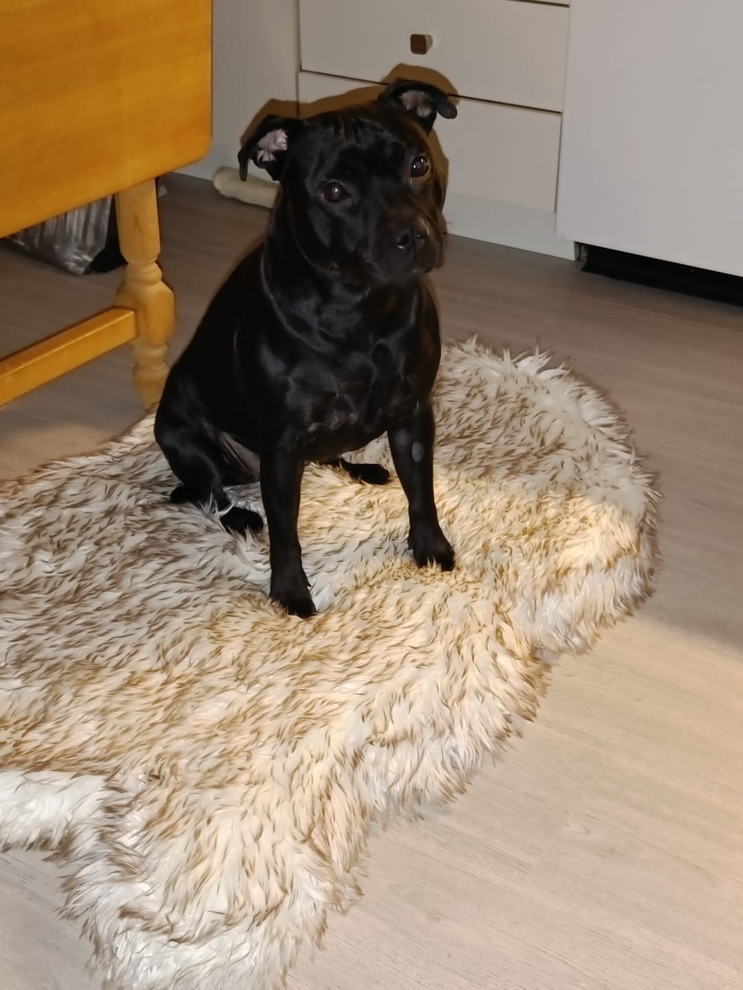 Customer photo review of ComfyRug Original - Hundeseng med premium memory foam