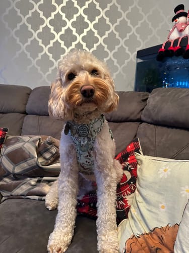 Customer photo review of Disney© Tough Trails™ Harness - 100 Aker Wood