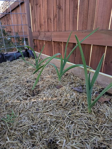 Customer photo review of Elephant Hardneck Garlic - USDA Certified Organic