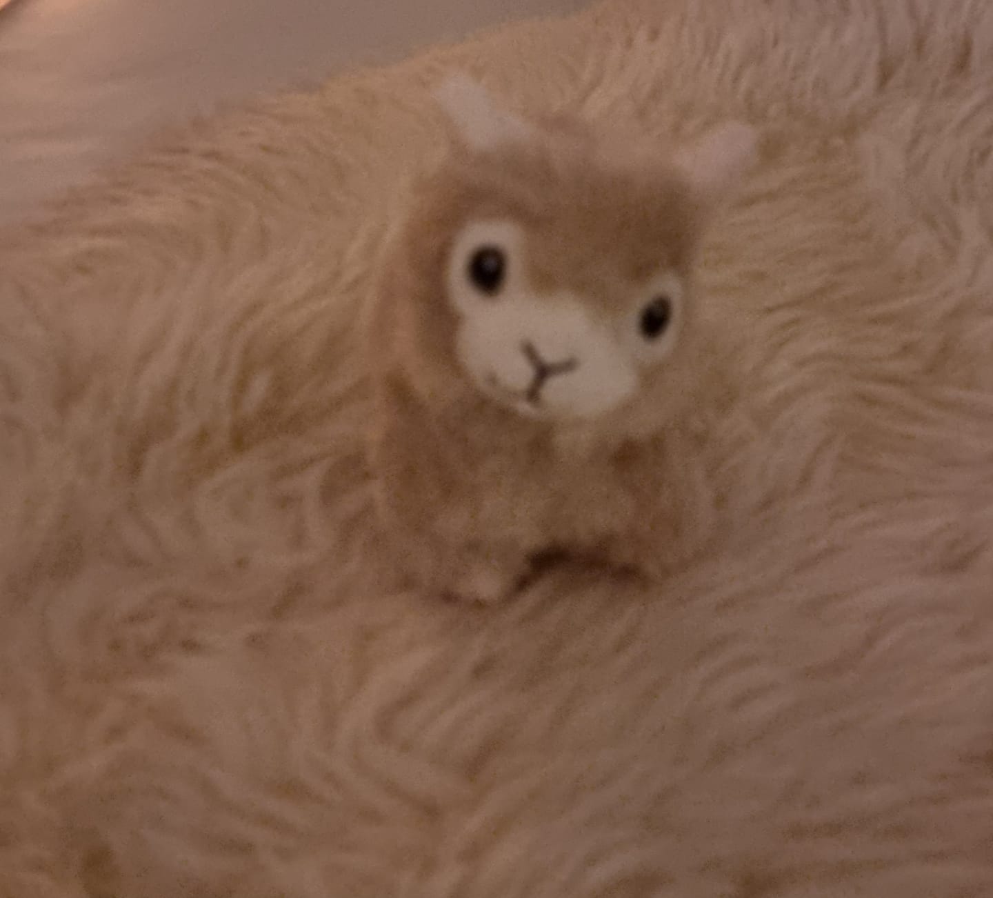 Customer photo review of Alpaka Kuscheltier in 2 Größen