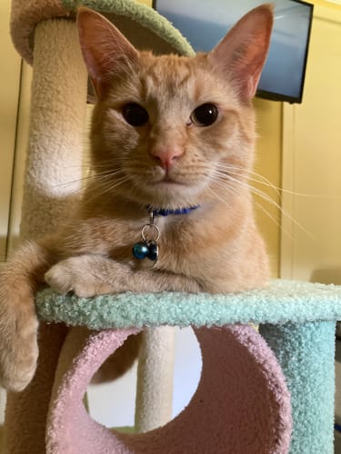 Customer photo review of Dreamy Macaroon Party Cat Tree with Scratching Post and Nest