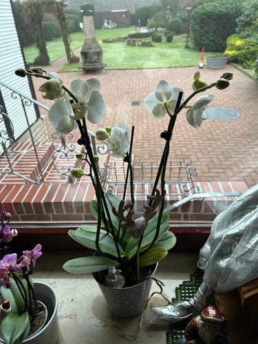 Customer photo review of Weihnachtsorchidee Große Two of Us mit weißen Blüten inkl. Deko und Übertopf