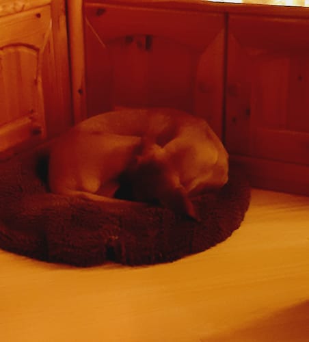 Customer photo review of Nook - Hundebett