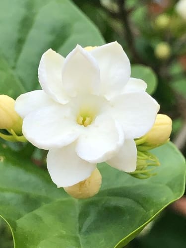 Customer photo review of Plant Juice