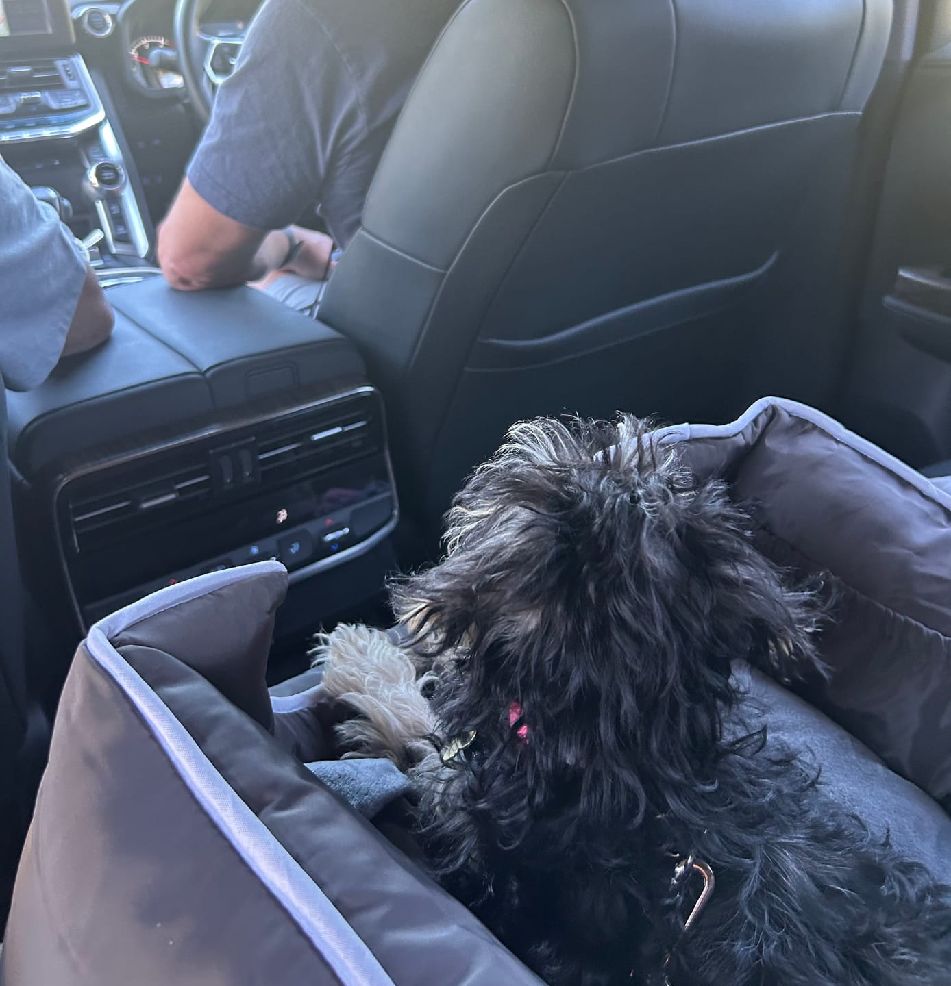 Customer photo review of Pet Car Booster Seat - Grey