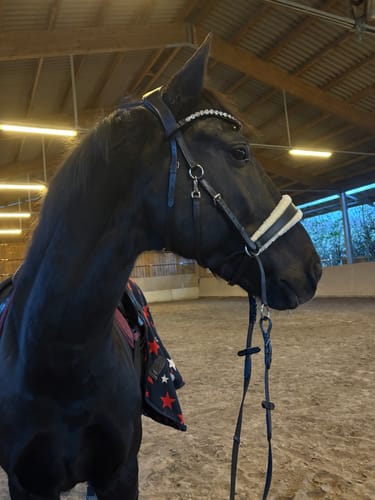 Customer photo review of CR Harmonybridle - gebisslose 3 in 1 Trense