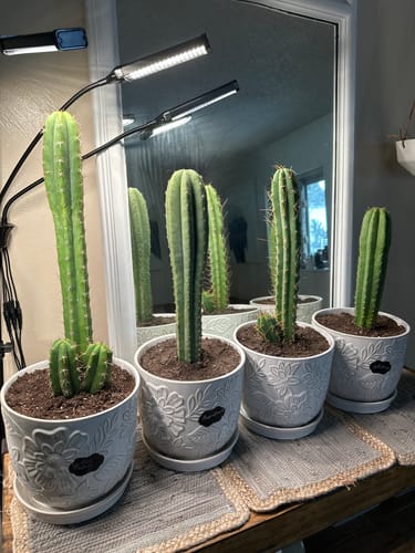 Customer photo review of Noid Trichocereus Cactus | Lost Label Trichocereus
