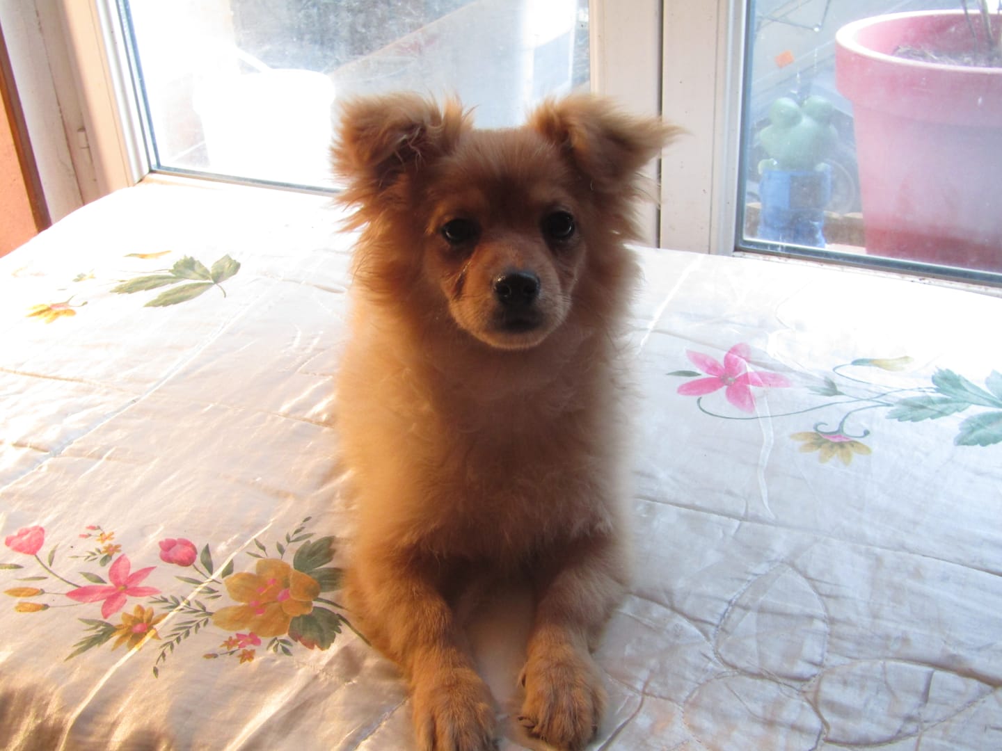 Customer photo review of Tondeuse Silencieuse Portable pour Animaux