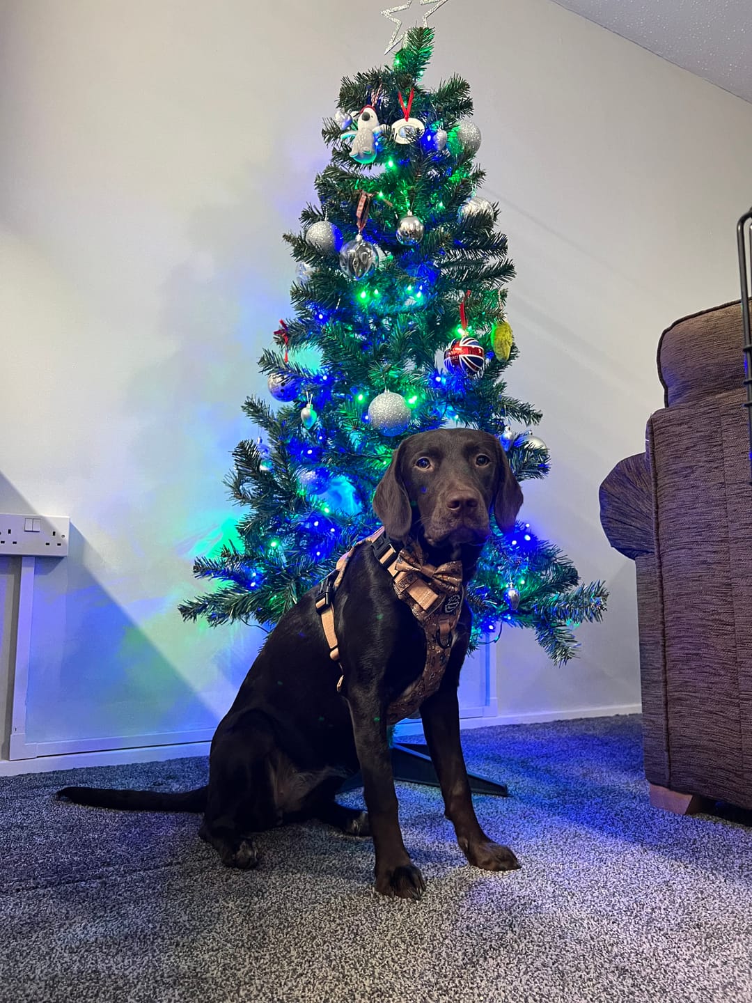 Customer photo review of Disney© Tough Trails™ Harness - Disney Dogs
