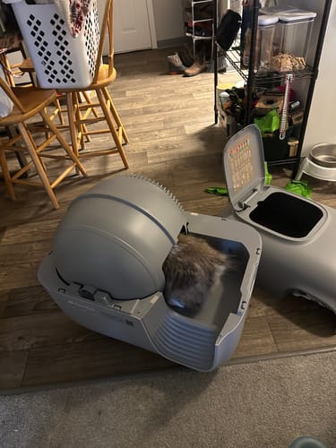 Customer photo review of Self-Cleaning Litter Box