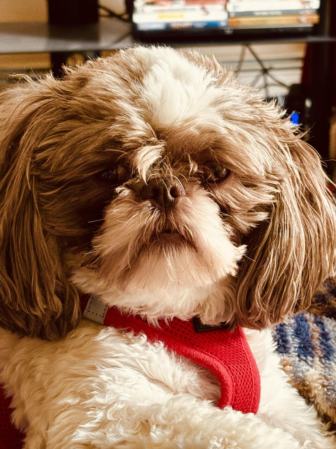 Customer photo review of Belly Buddies Probiotics for Dogs