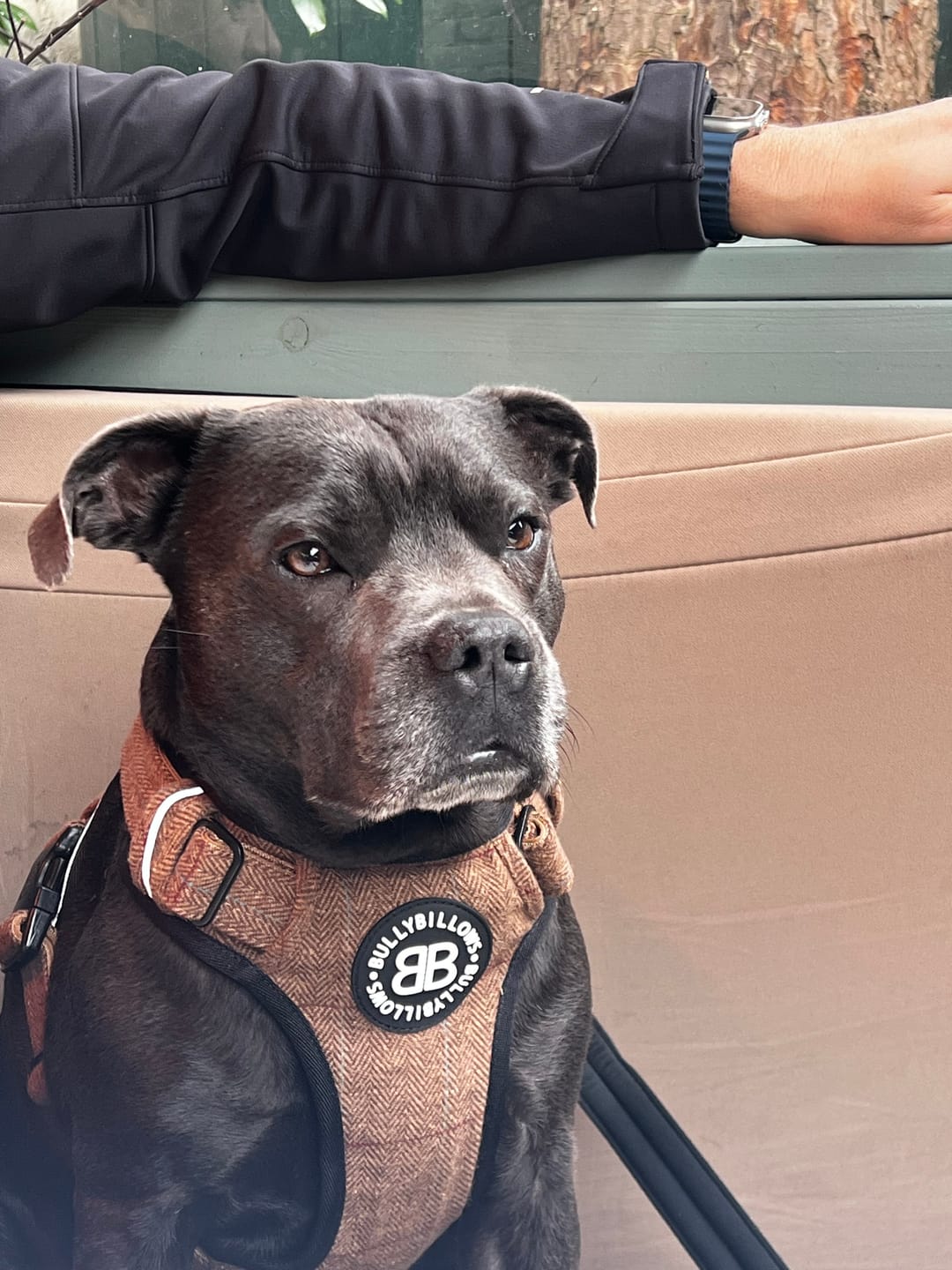 Customer photo review of Premium Comfort Herringbone Harness | Non Restrictive - Classic Tan