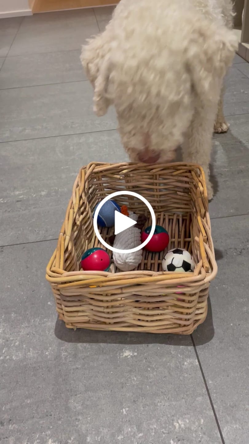 Customer video review of KONG - Sport bolde, 3 stk.