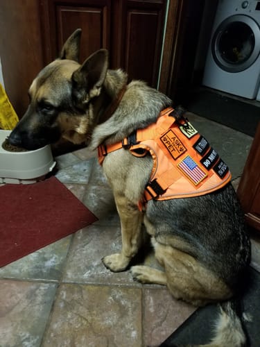 Customer photo review of 10-In-1 Tactical K9 Harness System - Full Set Dog Harness Bundle (Includes: Tactical No-Pull Dog Harness + Bungee Leash + Collar + MOLLE Pouches + First Aid Kit + 12 Hook & Loop Patches + Dog Goggles + Safety Belt + Travel Water Bowl + Dog Waste Bags)
