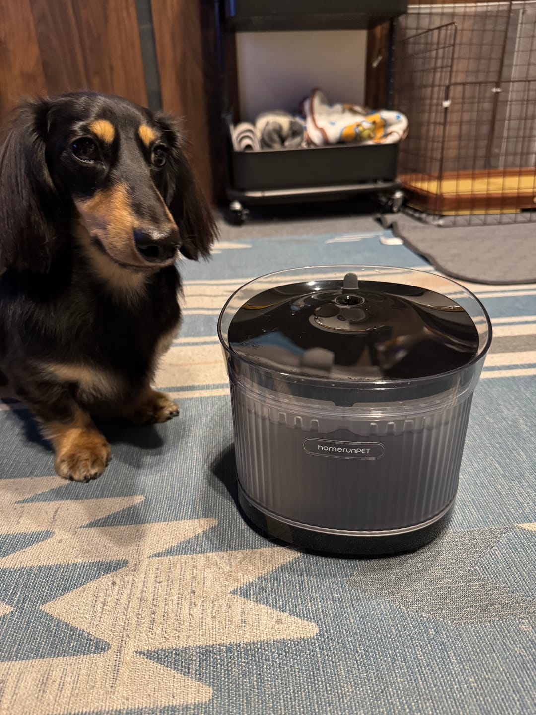 Customer photo review of homerunPET コードレスウォーターファウンテン