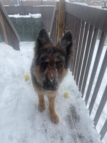 Customer photo review of Horizon Taiga - Nourriture pour chien 35 lbs