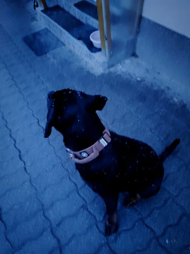 Customer photo review of 4cm Tweed Combat® Collar | Handle & Secure Clip - Classic Tan