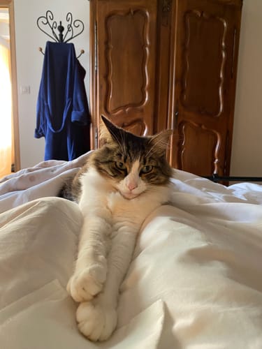 Avis photo d'un client sur Pâtée Chat Stérilisé Sans Céréales - Poulet