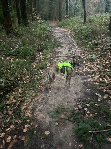 Customer photo review of Sighthound Escape Proof Harness