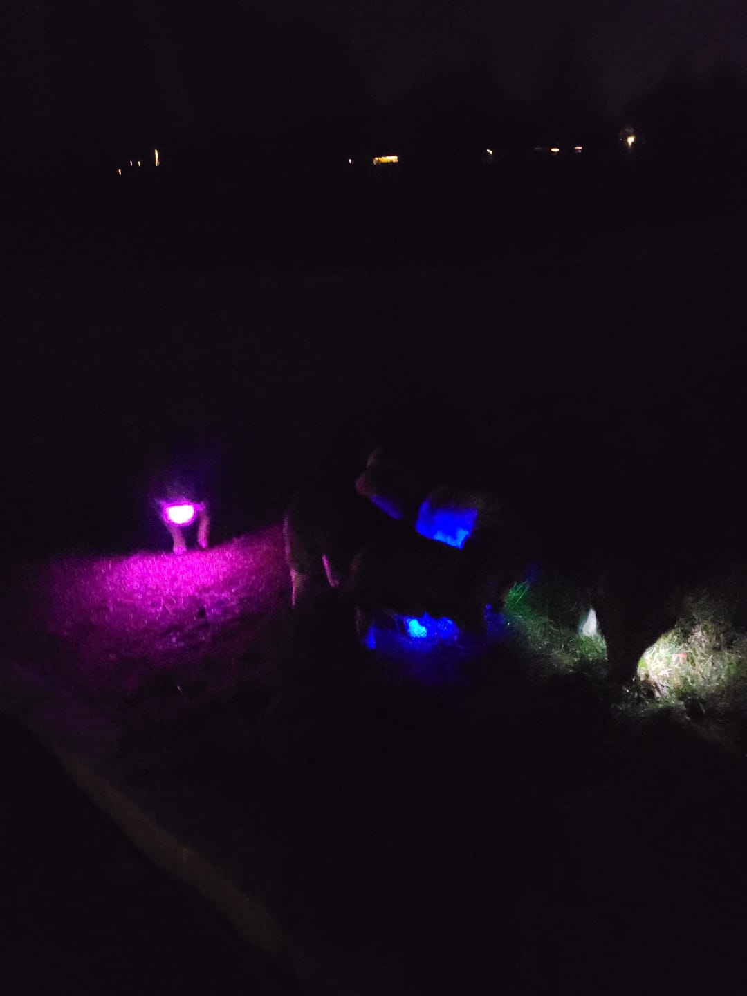 Customer photo review of Safety Light - 4-i-1 Lygte Til Hund