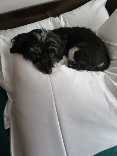 Customer photo review of Pernă Plume Puf