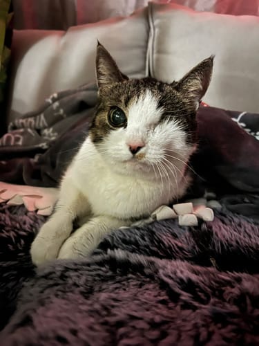 Customer photo review of Gelenk Gummies