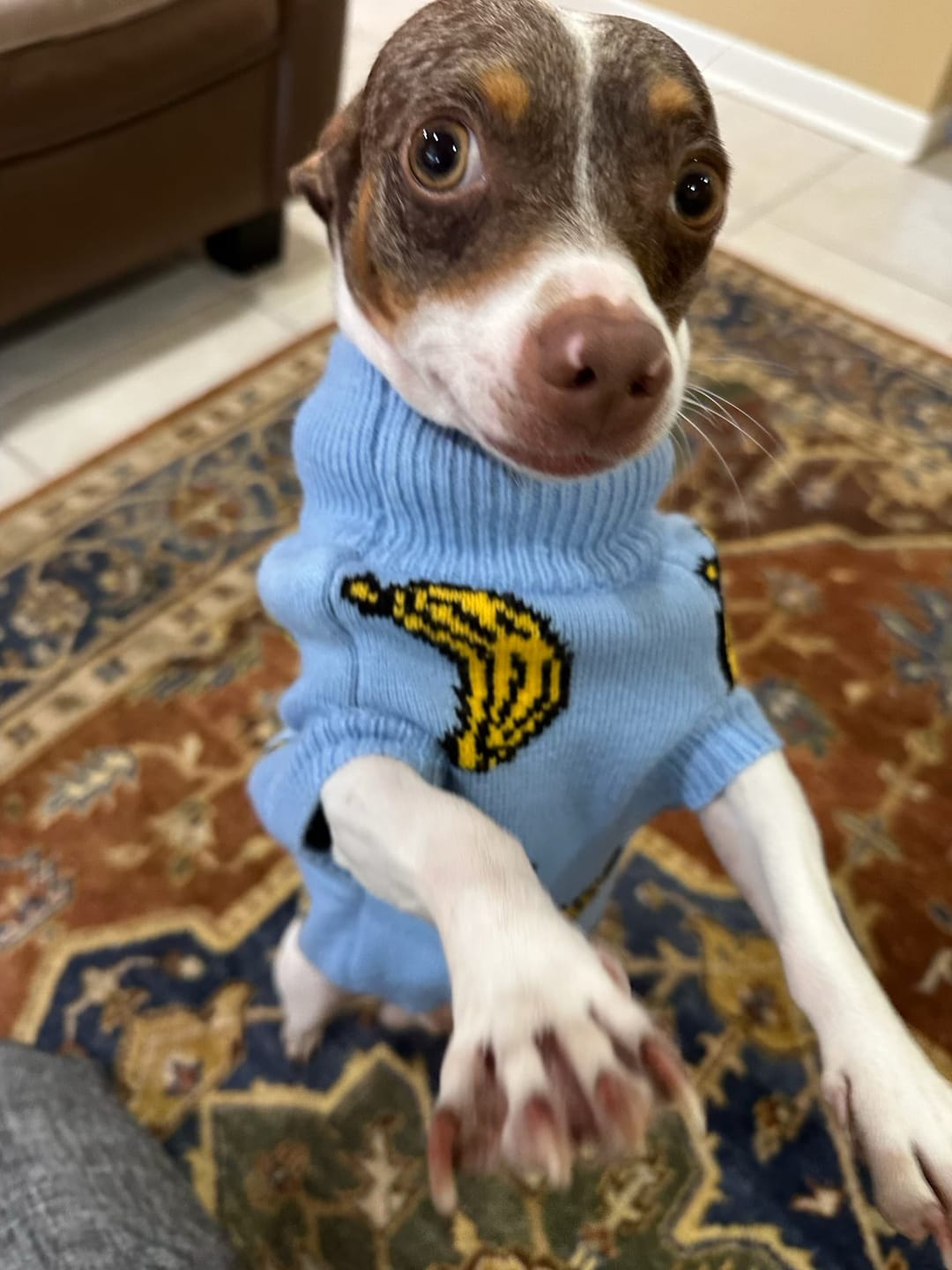 Customer photo review of Banana Knit Dog Sweater