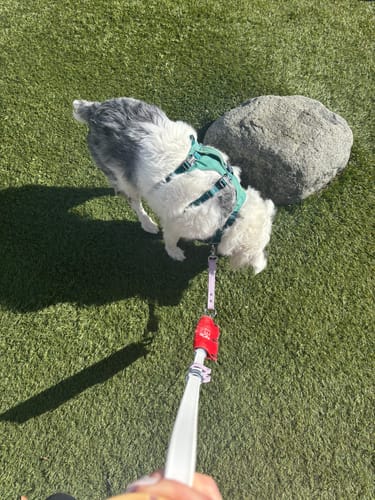 Customer photo review of Hands-Free Leash Adapter