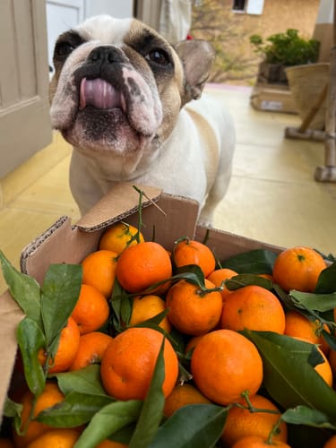 Beatrice P. review of Clémentines Bio - Origine Corse image 1 out of 2