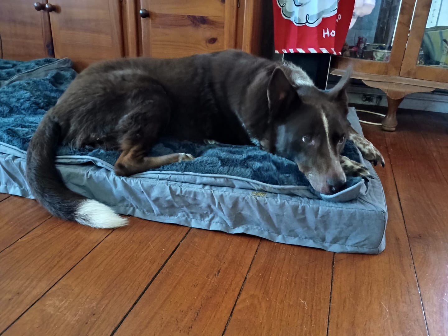 Customer photo review of Pawz Dog Memory Foam Mattress