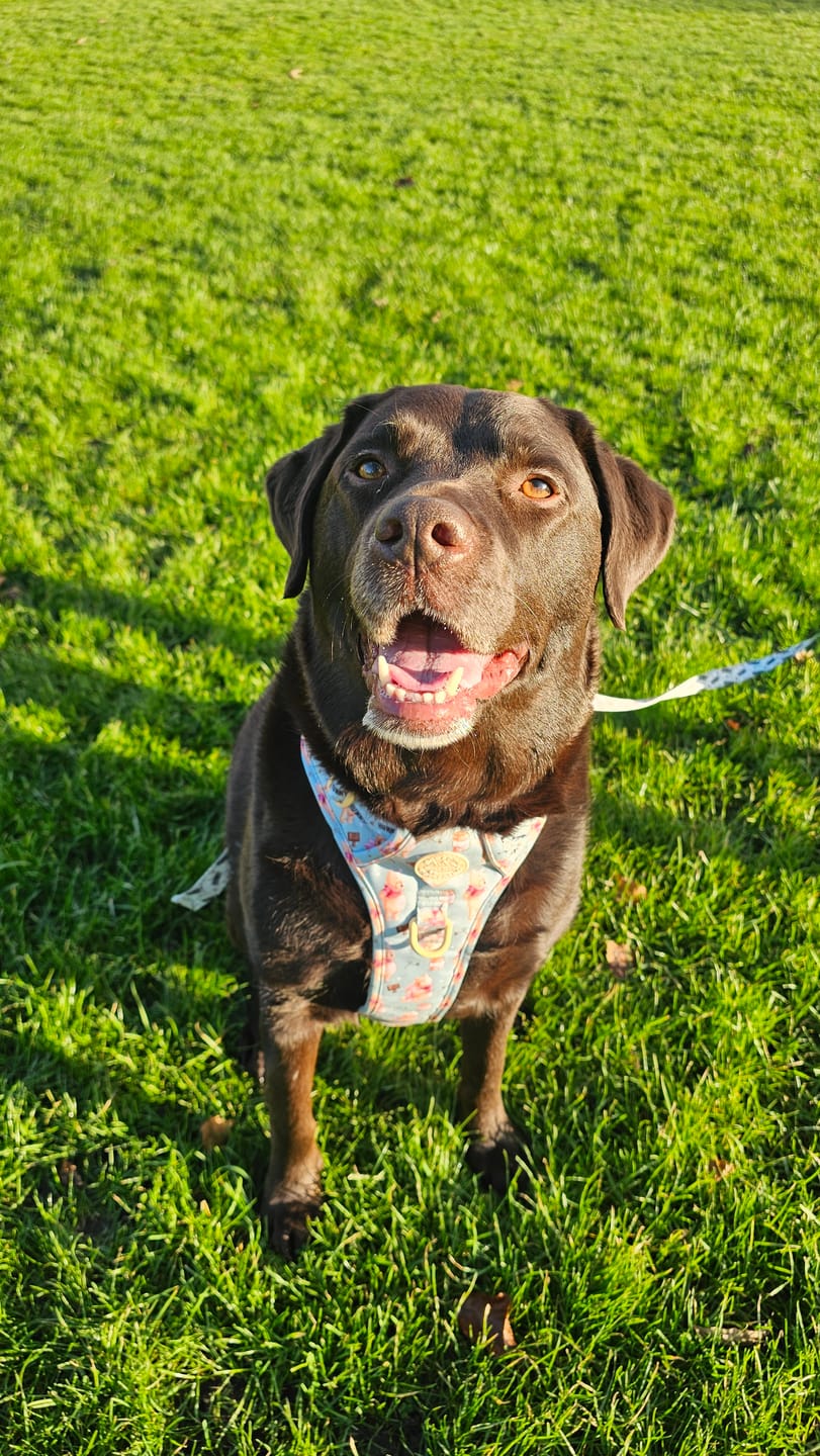 Customer photo review of Disney© Tough Trails™ Harness - Winnie The Pooh