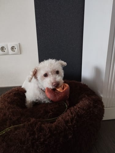 Customer photo review of Puppery Hundebett Wolke 7 - Das Original