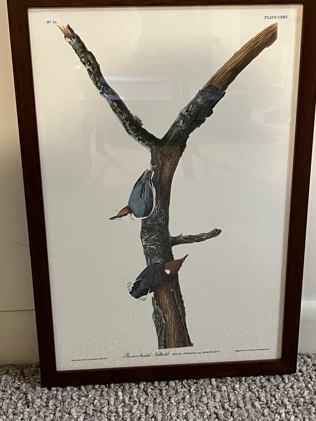 Customer photo review of Brown-headed Nuthatch by John James Audubon, 1827