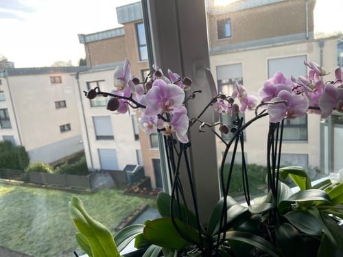 Customer photo review of Große Two of Us Roskilde mit zartrosa Blüten und 4 Rispen