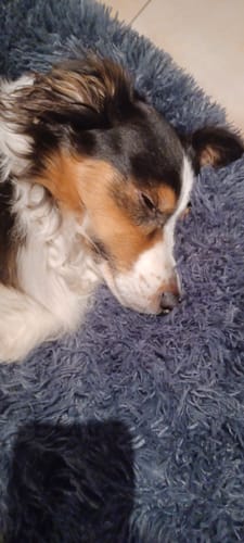 Customer photo review of Puppery Hundebett Wolke 7 - Das Original