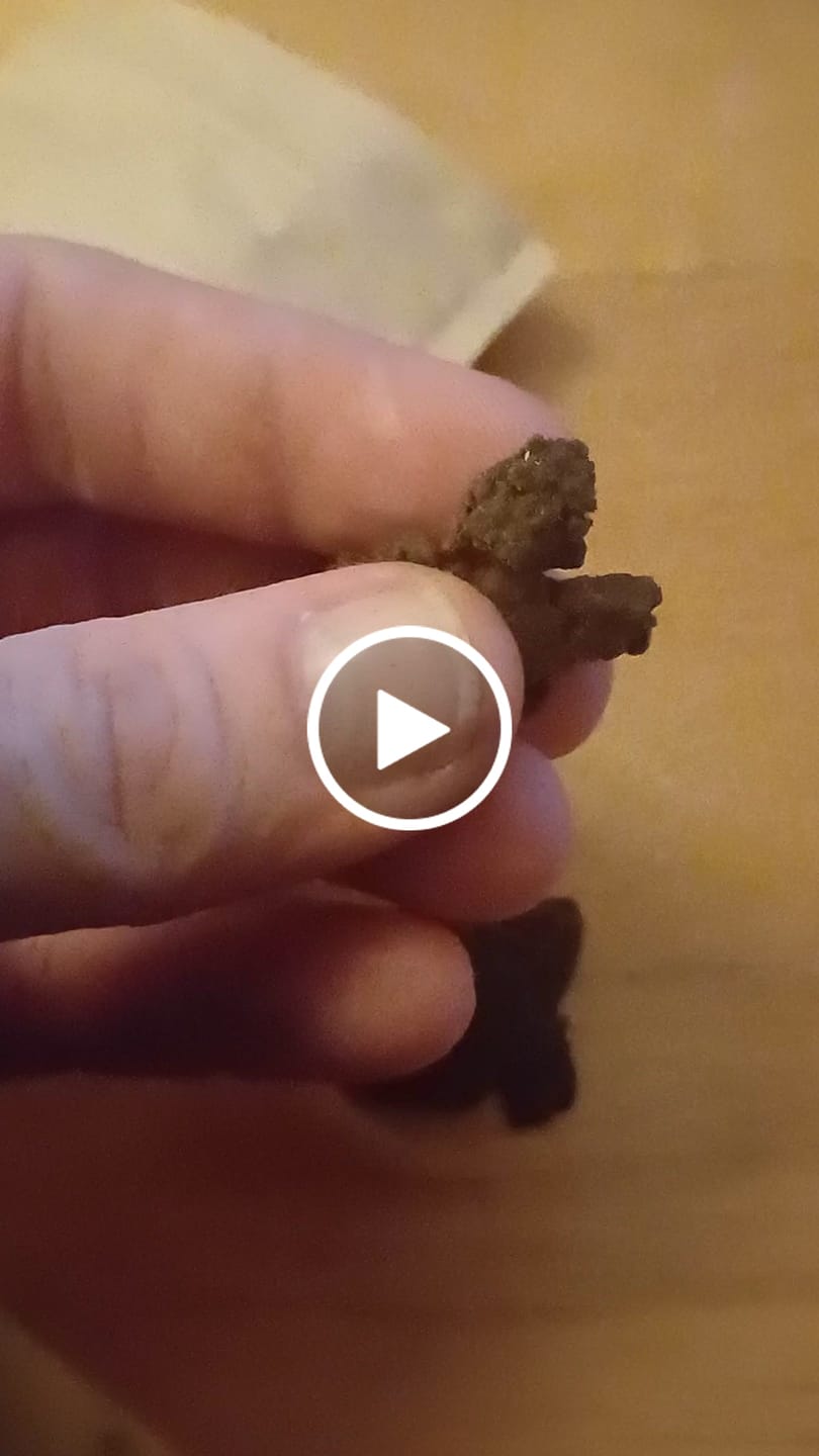 Customer video review of Nomad’s Dream Hasch - Power LVL: 5/5