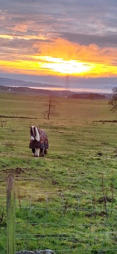 Customer photo review of Laundry Powder Fabric Conditioner 2-in-1,  Horse Chestnuts and Marshmallow