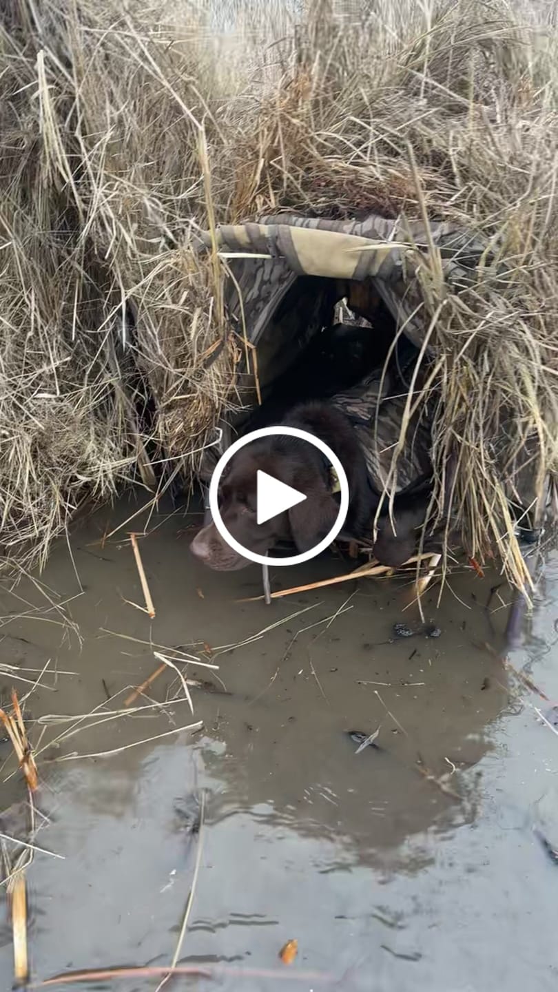 Customer video review of Tidewe Panel Blind Waterfowl Duck Hunting Blind