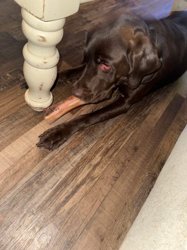 Customer photo review of Large Dog Holiday Bundle II (4x 5oz Jerky Bags + 4x LARGE Smoked Marrow Bones)