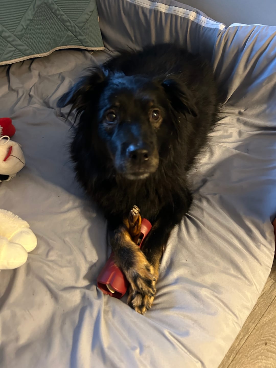 Customer photo review of Blueberry Himalayan Yak Chew (MEDIUM)