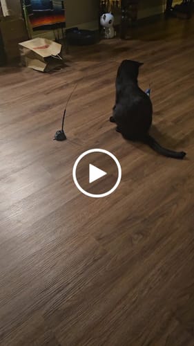 Customer video review of Interactive Bird Simulation Cat Toy Set