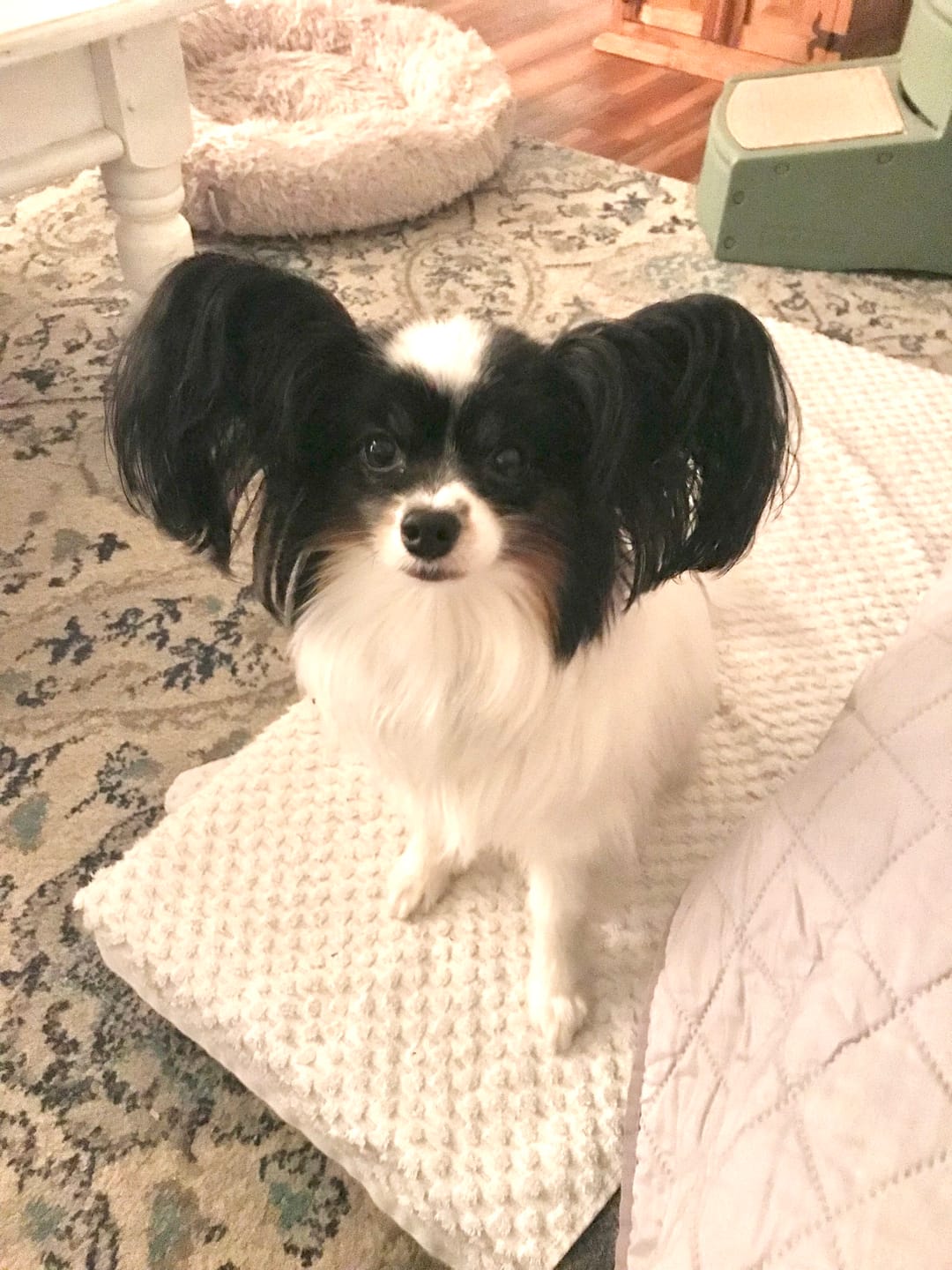 Customer photo review of FurLife™ - Flea & Tick Defense Chews