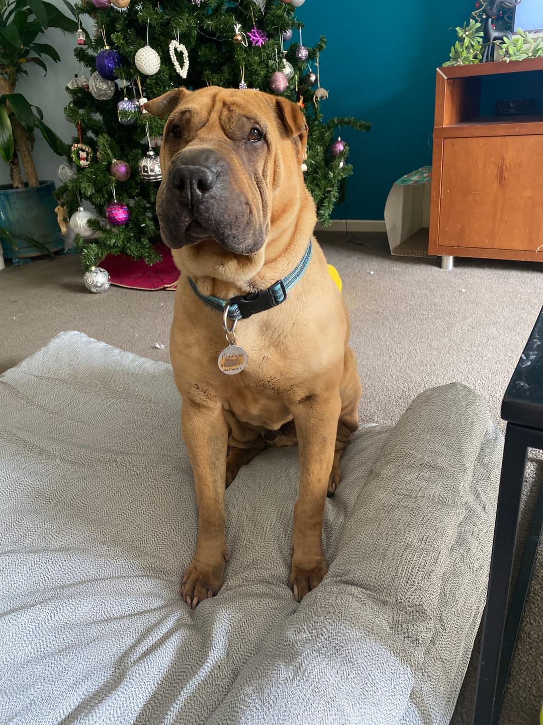 Customer photo review of Pawz Premium Heavy Duty Memory Foam Orthopedic Pet Bed