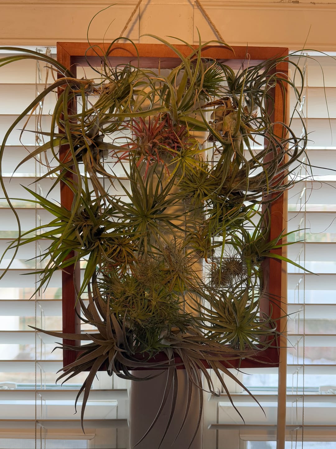 Customer photo review of B Quality Greenhouse Mix 10 Plant Pack