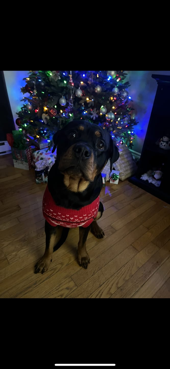 Customer photo review of Knit Christmas Dog Sweater - Dasher Red