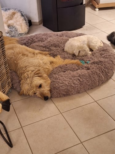 Customer photo review of Puppery Hundebett Wolke 7 - Das Original