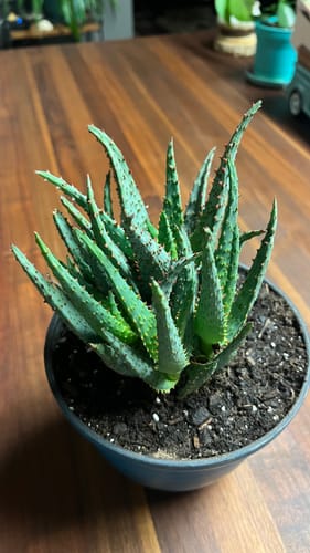 Customer photo review of Aloe Blue Castilloniae | Aloe Castilloniae Hybrid